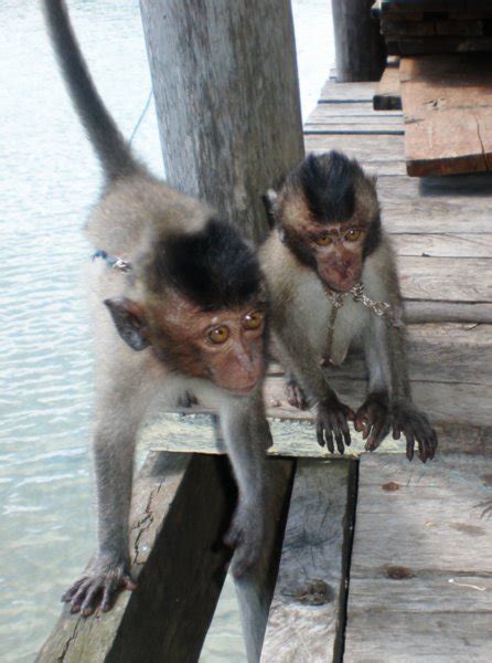 Its mum and. . Baby monkeys tied up